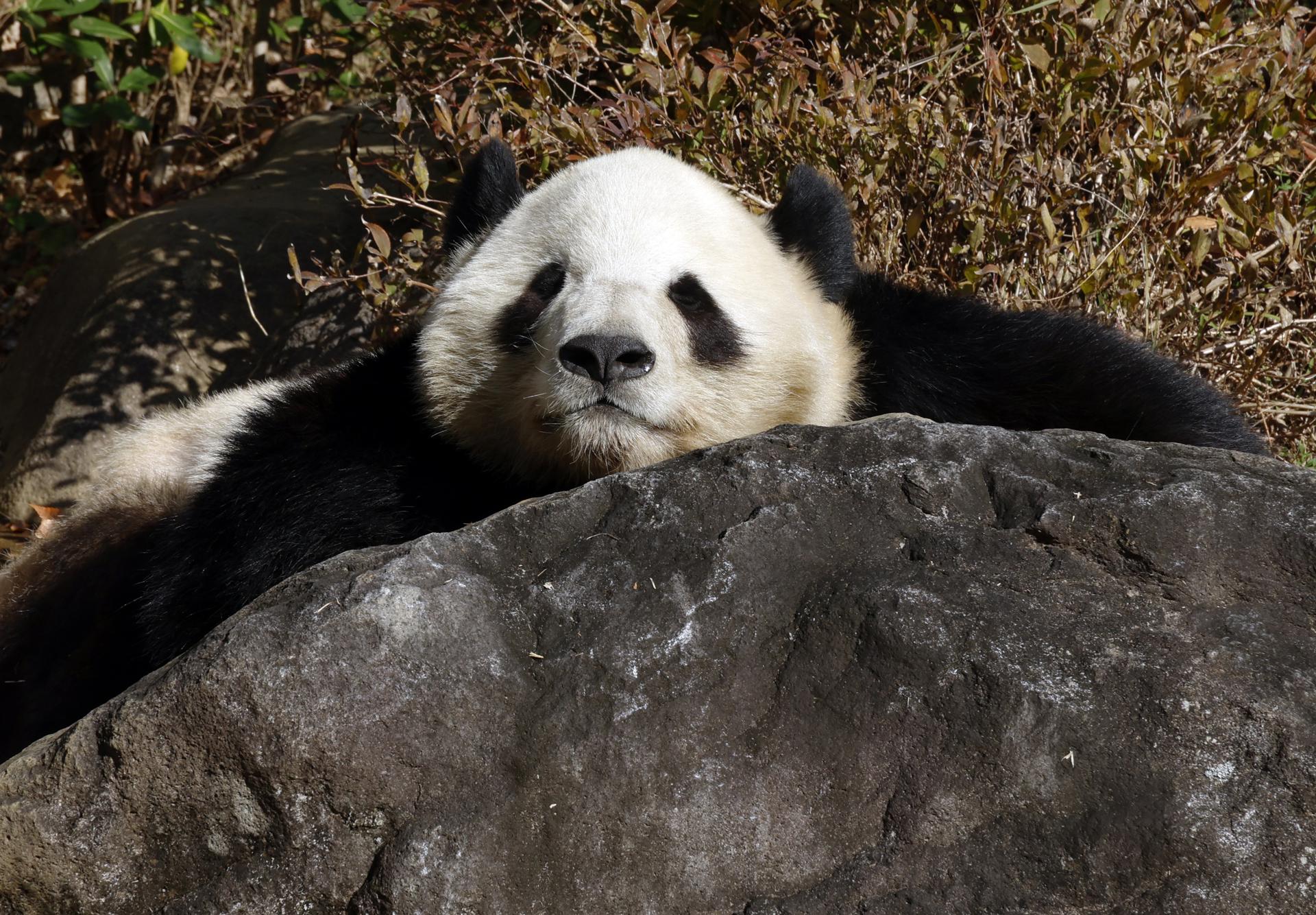 TOKYO (Japan), 16/12/2025.- Giant panda Xiao Xiao lies on a rock at Ueno Zoological Gardens in Tokyo, Japan, 16 December 2025. On 15 December 2025, the Tokyo Metropolitan Government announced that the twin giant pandas Xiao Xiao and Lei Lei will be returned to China in late January 2026. The two pandas at Ueno are currently the only giant pandas kept in Japan, and their departure will leave the country without any giant pandas for the first time in half a century. Japanese Prime Minister Sanae Takaichi’s recent comments about Taiwan cast doubt on the future of Beijing’s so-called ‘panda diplomacy’ with its neighbor, which has built a lucrative business around these popular animals. From 16 December 2025, viewing of both Xiao Xiao and Lei Lei will be changed to a system in which the viewing area is divided into multiple sections, and visitors will move along after about one minute. Thousands of people lined up to form long queues with more than 210 minutes of waiting time to have a glimpse of the giant pandas. (Japón, Tokio) EFE/EPA/FRANCK ROBICHON