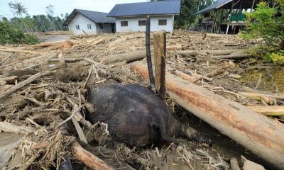MEURUDU (Indonesia), 02/12/2025.- An elephant carcass is covered in debris in a flood-affected village in the Meureudu area, Pidie Jaya, Aceh, Indonesia, 02 December 2025. According to the National Disaster Management Agency, Floods and landslides triggered by Tropical Cyclone Senyar have killed more than 600 people across Aceh, North Sumatra, and West Sumatra provinces. (Inundaciones) EFE/EPA/HOTLI SIMANJUNTAK GRAPHIC IMAGE
