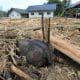 MEURUDU (Indonesia), 02/12/2025.- An elephant carcass is covered in debris in a flood-affected village in the Meureudu area, Pidie Jaya, Aceh, Indonesia, 02 December 2025. According to the National Disaster Management Agency, Floods and landslides triggered by Tropical Cyclone Senyar have killed more than 600 people across Aceh, North Sumatra, and West Sumatra provinces. (Inundaciones) EFE/EPA/HOTLI SIMANJUNTAK GRAPHIC IMAGE