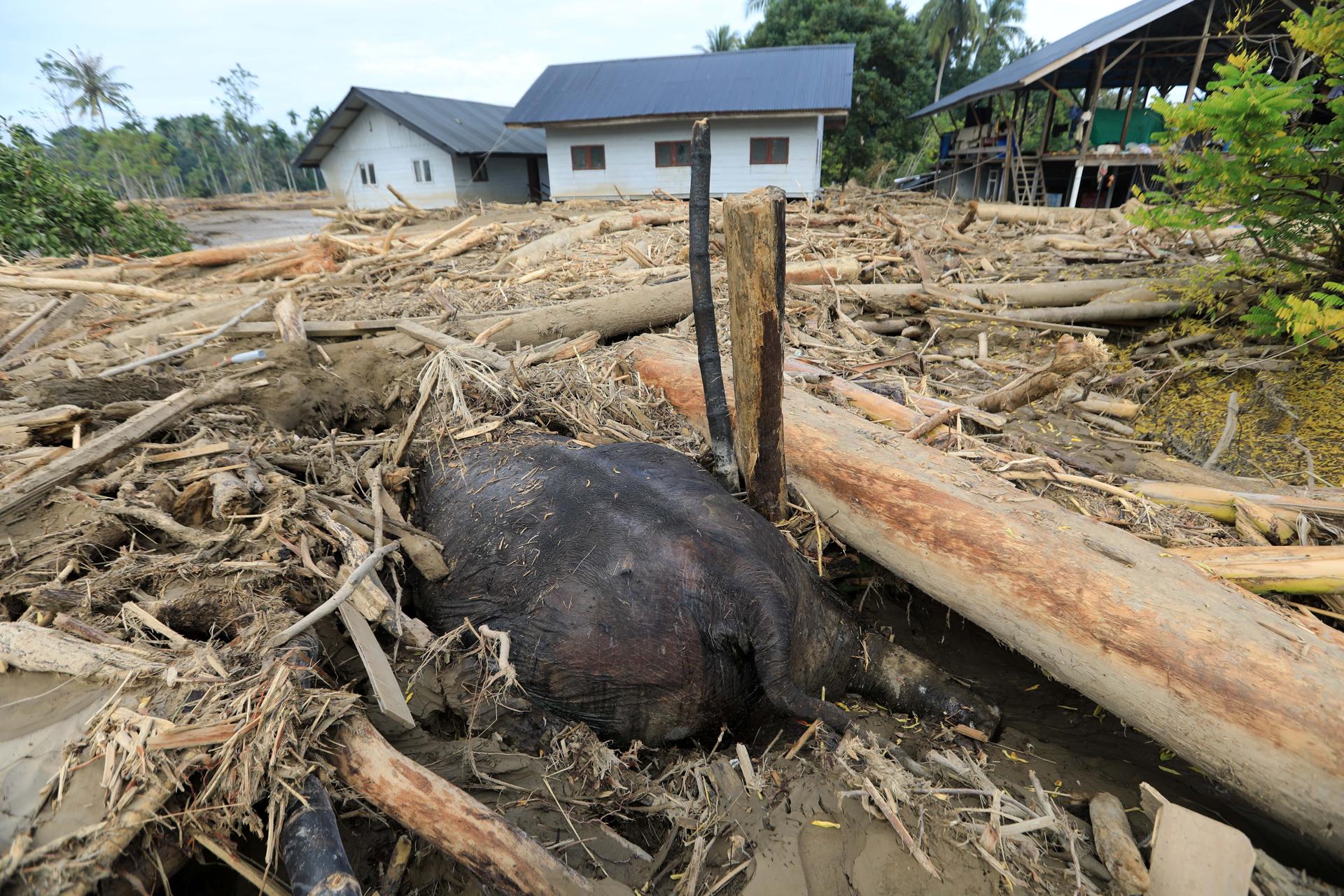 MEURUDU (Indonesia), 02/12/2025.- An elephant carcass is covered in debris in a flood-affected village in the Meureudu area, Pidie Jaya, Aceh, Indonesia, 02 December 2025. According to the National Disaster Management Agency, Floods and landslides triggered by Tropical Cyclone Senyar have killed more than 600 people across Aceh, North Sumatra, and West Sumatra provinces. (Inundaciones) EFE/EPA/HOTLI SIMANJUNTAK GRAPHIC IMAGE