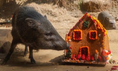 Un tatabro huele un pastel en forma de casa en el Zoológico de Cali este jueves, en Cali (Colombia). EFE/ Ernesto Guzmán