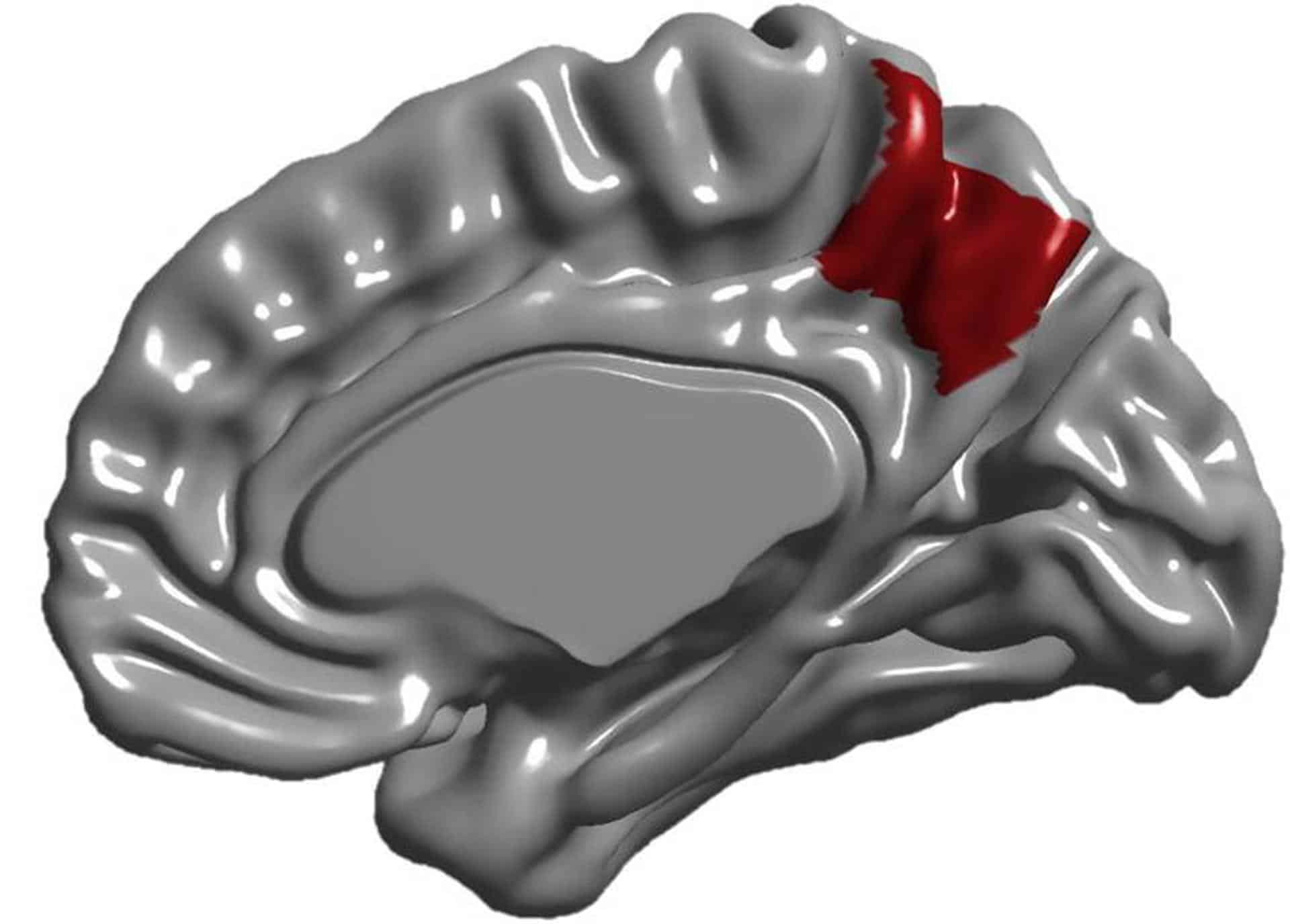 El precúneo se sitúa en la hendidura entre los dos hemisferios cerebrales. En la imagen, esta región resaltada en rojo sobre la cara interna de uno de los hemisferios. Imagen: Emiliano Bruner/Consejo Superior de Investigaciones Científicas