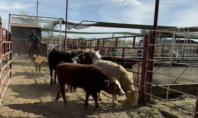 Fotografía de archivo de ganado vacuno siendo trasladado para ser desinfectado en un rancho en Hermosillo (México). EFE/Daniel Sánchez