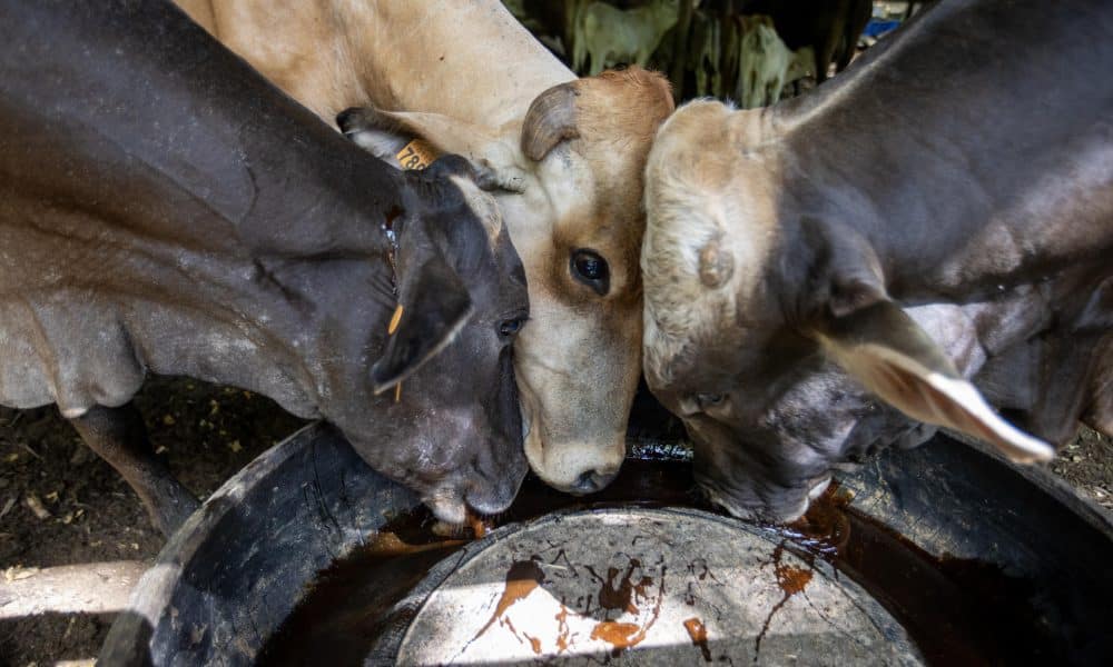 Fotografía donde se ve ganado bovino. Imagen de archivo. EFE/ STR