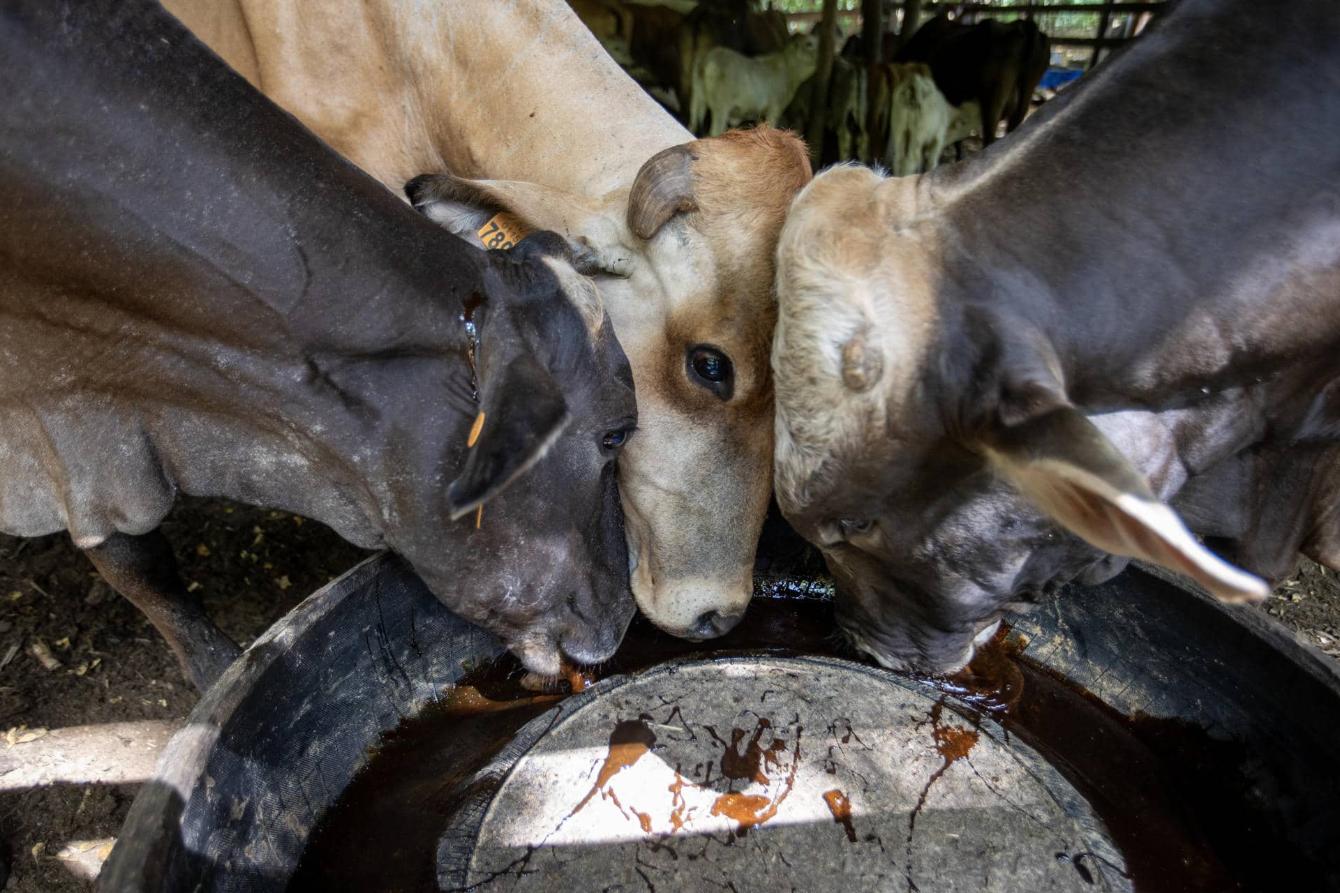Fotografía donde se ve ganado bovino. Imagen de archivo. EFE/ STR