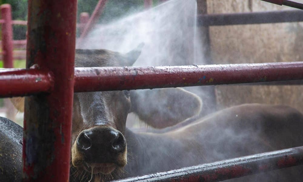 Fotografía de archivo de ganado vacuno siendo desinfectado en un rancho en Hermosillo (México). EFE/Daniel Sánchez