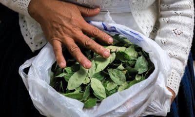 Una mujer sostiene hojas de coca durante la presentación del 'Informe de Monitoreo de Cultivos de Coca 2024' este lunes, en La Paz (Bolivia). EFE/ Gabriel Márquez