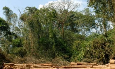 La Pulida (PANAMÁ).- Imagen de archivo de producción forestal. EFE/Alejandro Bolívar