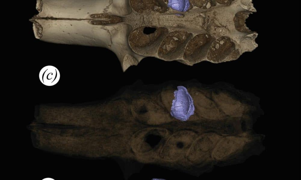 Parte de un cráneo fosilizado de mamífero con sedimentos en la cavidad dental que es un nido construido por una abeja prehistórica. Crédito: Lazaro Viñola López/Field Museum.