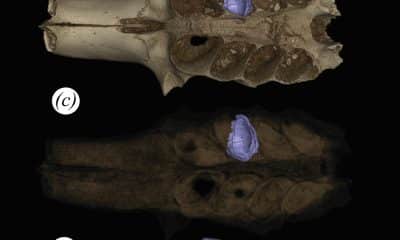 Parte de un cráneo fosilizado de mamífero con sedimentos en la cavidad dental que es un nido construido por una abeja prehistórica. Crédito: Lazaro Viñola López/Field Museum.