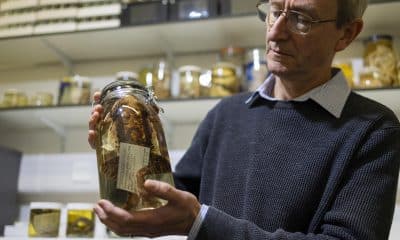 El conservador principal de biología de vertebrados de National Museums Scotland, Andrew Kitchener. Más de 550 ejemplares y muestras de especies raras recopiladas por el célebre naturalista británico Gerald Durrell han sido donadas al National Museums Scotland, el organismo público que gestiona los museos escoceses, y ya están disponibles para la investigación científica. EFE/ Duncan McGlynn/ Durrell Wildlife Conservation Trust // SOLO USO EDITORIAL/SOLO DISPONIBLE PARA ILUSTRAR LA NOTICIA QUE ACOMPAÑA (CRÉDITO OBLIGATORIO)