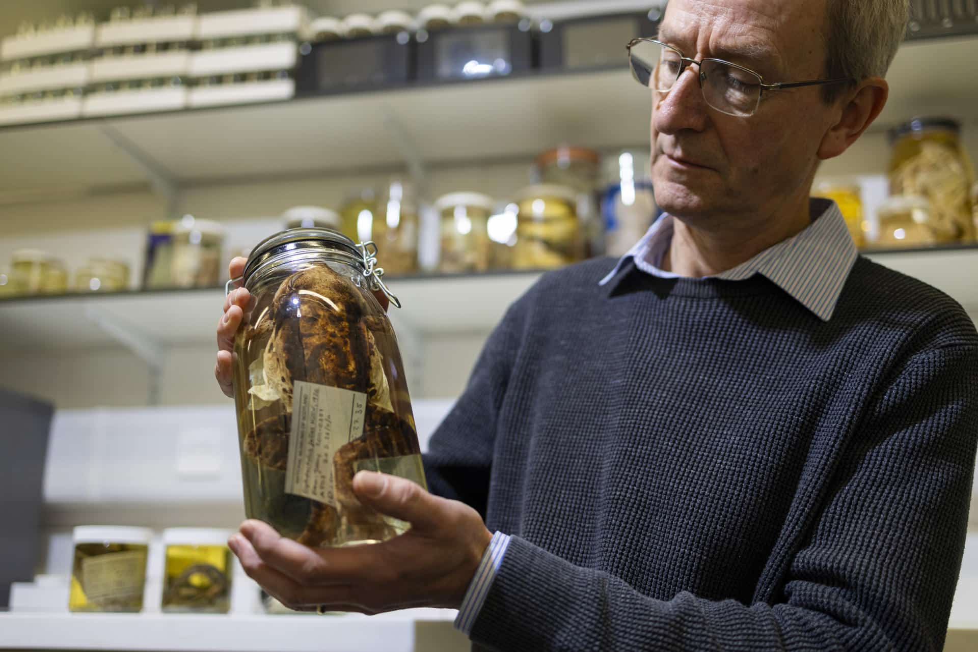 El conservador principal de biología de vertebrados de National Museums Scotland, Andrew Kitchener. Más de 550 ejemplares y muestras de especies raras recopiladas por el célebre naturalista británico Gerald Durrell han sido donadas al National Museums Scotland, el organismo público que gestiona los museos escoceses, y ya están disponibles para la investigación científica. EFE/ Duncan McGlynn/ Durrell Wildlife Conservation Trust // SOLO USO EDITORIAL/SOLO DISPONIBLE PARA ILUSTRAR LA NOTICIA QUE ACOMPAÑA (CRÉDITO OBLIGATORIO)