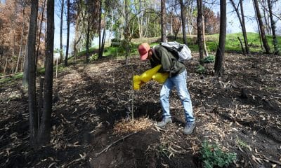 Una persona planta un árbol en el sector del Panecillo, en Quito, en una imagen de noviembre de 2024. EFE/ José Jácome