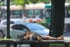 Una persona descansa en la sombra este martes, en Buenos Aires (Argentina). EFE/ Juan Ignacio Roncoroni