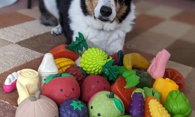 Bryn, un border collie macho de 11 años del Reino Unido, que conoce los nombres de unos 100 juguetes. Crédito: Helen Morgan/Imagen cedida por la Universidad Eötvös Loránd.