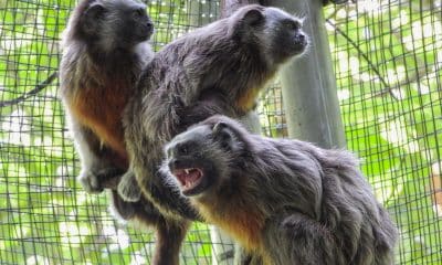 Fotografía cedida este martes por el Área Metropolitana del Valle de Aburrá que muestra unos monos titíes en Medellín (Colombia)que fueron dejados en libertad este martes. EFE/ Área Metropolitana del Valle de Aburrá /SOLO USO EDITORIAL/ NO VENTAS/ SOLO DISPONIBLE PARA ILUSTRAR LA NOTICIA QUE ACOMPAÑA (CRÉDITO OBLIGATORIO)