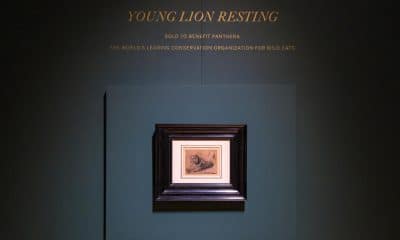 Fotografía que muestra la obra 'Young Lion Resting' (Joven león descansando) del pintor holandés Rembrandt van Rijn exhibida durante una presentación a la prensa este viernes, en la casa de subastas Sotheby's en Nueva York (EE.UU.). EFE/ Ángel Colmenares