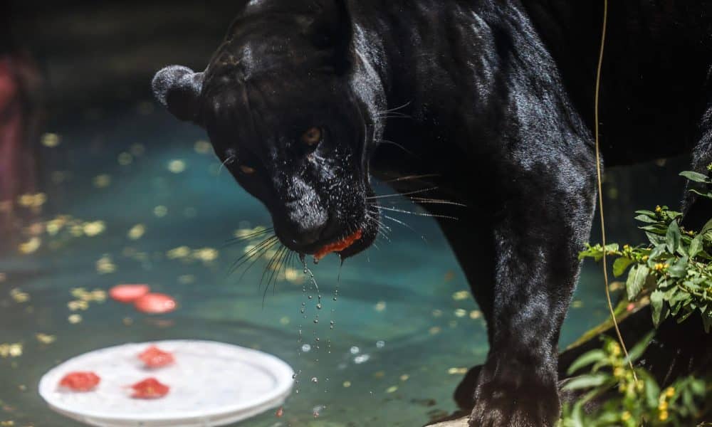 Fotografía que muestra a una pantera negra comiendo un helado este martes, en el BioParque de Río de Janeiro (Brasil). EFE/ Antonio Lacerda