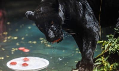 Fotografía que muestra a una pantera negra comiendo un helado este martes, en el BioParque de Río de Janeiro (Brasil). EFE/ Antonio Lacerda