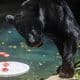 Fotografía que muestra a una pantera negra comiendo un helado este martes, en el BioParque de Río de Janeiro (Brasil). EFE/ Antonio Lacerda