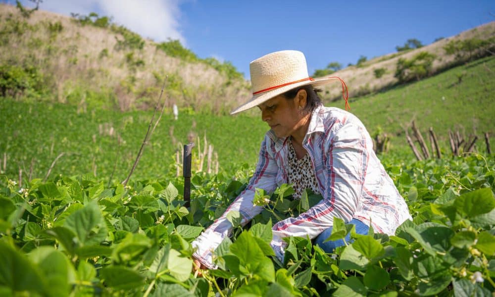 "Ahí viene don Pedro con los plátanos", gritan alegres los estudiantes de una escuela de la localidad rural hondureña de Pespire cada lunes, cuando este agricultor llega con los productos de la merienda fresca que cultiva en su parcela en el marco de una iniciativa del Programa Mundial de Alimentos (PMA o WFP, por sus siglas en inglés) de la ONU. EFE/ Programa Mundial De Alimentos SOLO USO EDITORIAL NO VENTAS /SOLO DISPONIBLE PARA ILUSTRAR LA NOTICIA QUE ACOMPAÑA (CRÉDITO OBLIGATORIO)MÁXIMA CALIDAD DISPONIBLE