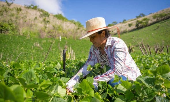 "Ahí viene don Pedro con los plátanos", gritan alegres los estudiantes de una escuela de la localidad rural hondureña de Pespire cada lunes, cuando este agricultor llega con los productos de la merienda fresca que cultiva en su parcela en el marco de una iniciativa del Programa Mundial de Alimentos (PMA o WFP, por sus siglas en inglés) de la ONU. EFE/ Programa Mundial De Alimentos SOLO USO EDITORIAL NO VENTAS /SOLO DISPONIBLE PARA ILUSTRAR LA NOTICIA QUE ACOMPAÑA (CRÉDITO OBLIGATORIO)MÁXIMA CALIDAD DISPONIBLE