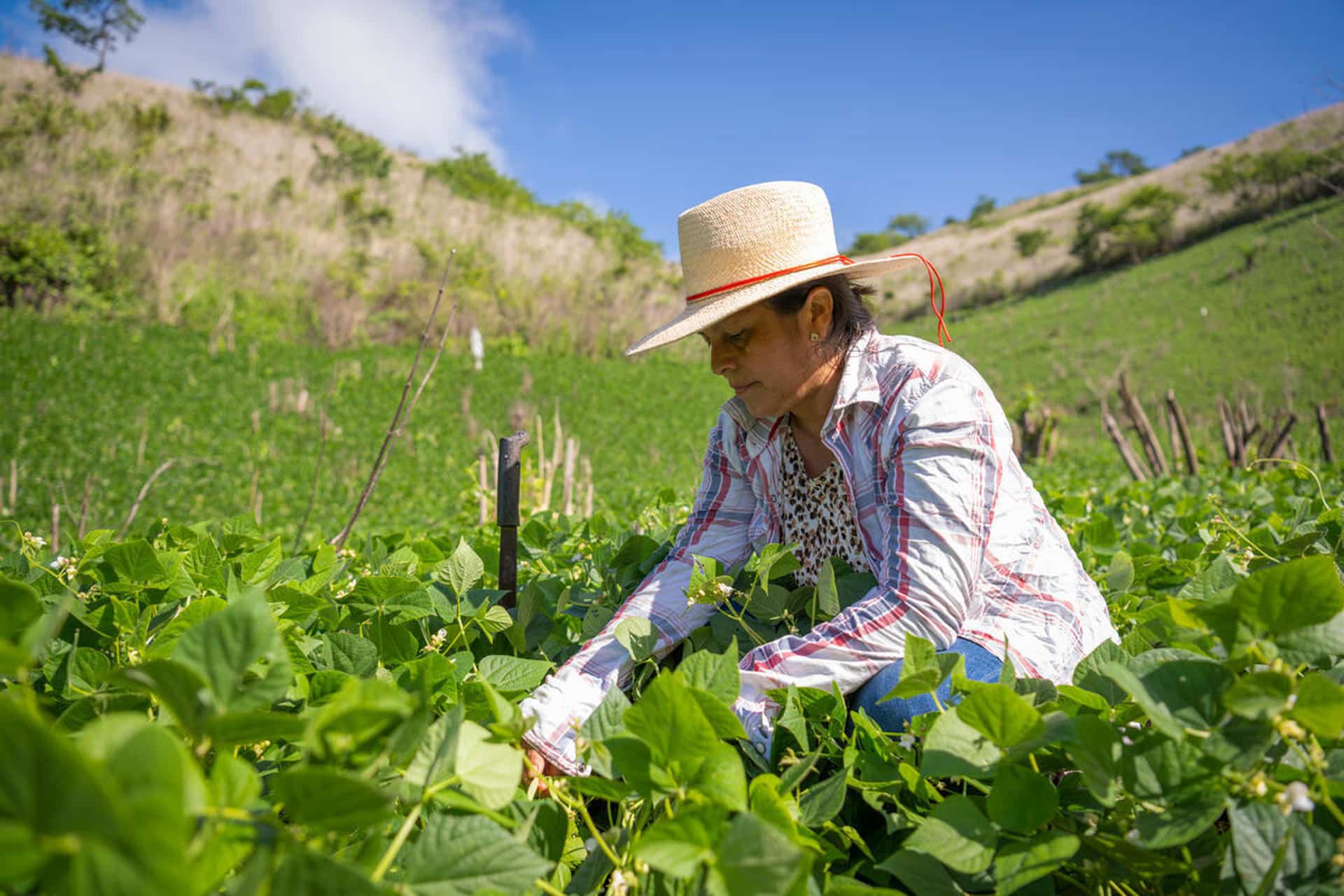 "Ahí viene don Pedro con los plátanos", gritan alegres los estudiantes de una escuela de la localidad rural hondureña de Pespire cada lunes, cuando este agricultor llega con los productos de la merienda fresca que cultiva en su parcela en el marco de una iniciativa del Programa Mundial de Alimentos (PMA o WFP, por sus siglas en inglés) de la ONU. EFE/ Programa Mundial De Alimentos SOLO USO EDITORIAL NO VENTAS /SOLO DISPONIBLE PARA ILUSTRAR LA NOTICIA QUE ACOMPAÑA (CRÉDITO OBLIGATORIO)MÁXIMA CALIDAD DISPONIBLE