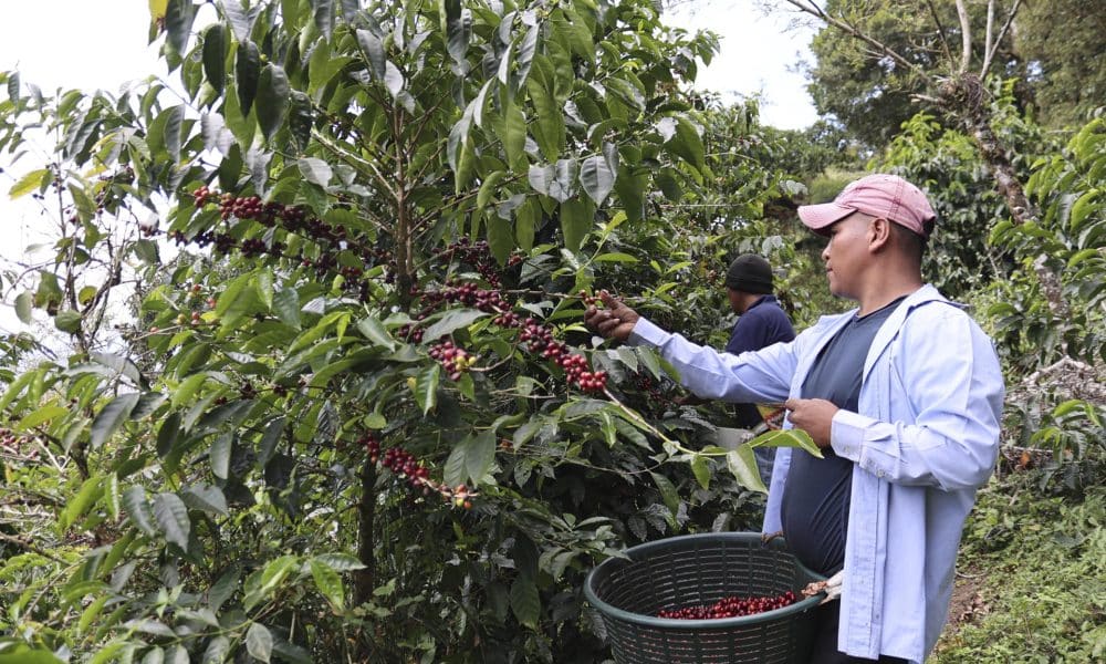Fotografía del 12 de enero de 2026 de un indígena Ngäbe Buglé seleccionando granos de café, en Boquete (Panamá). EFE/ Marcelino Rosario