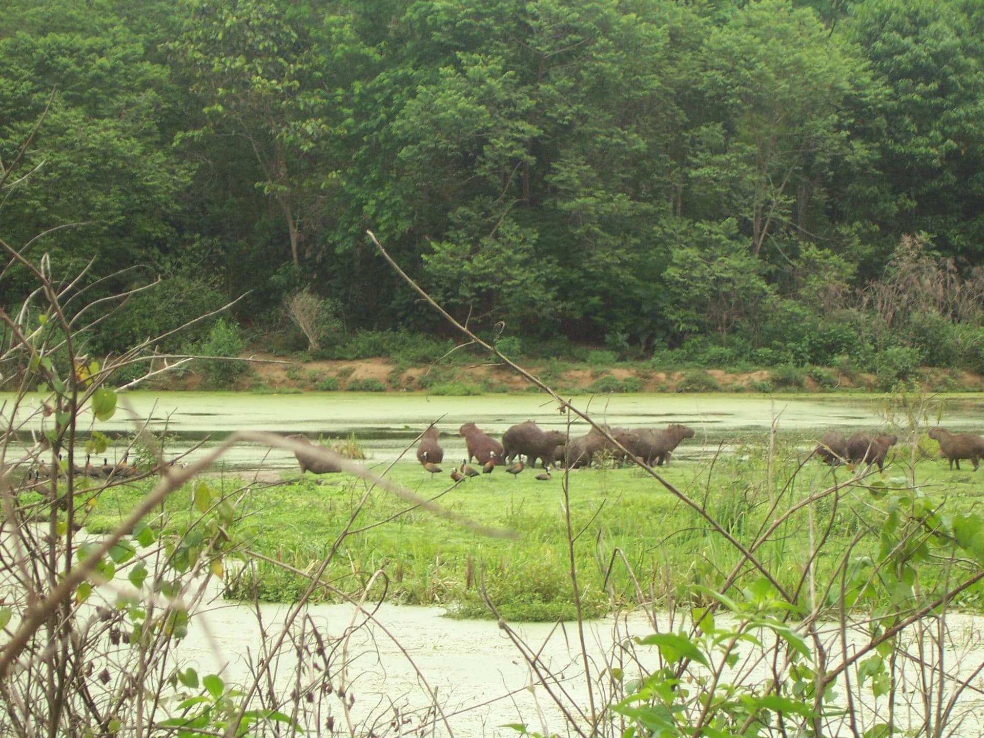 Reserva Ecológica de Guapiaçu (REGUA), Cachoeiras de Macacu, Río de Janeiro. Crédito: Cecilia Ferreira de Mello. Imagen facilitada por Frontiers.