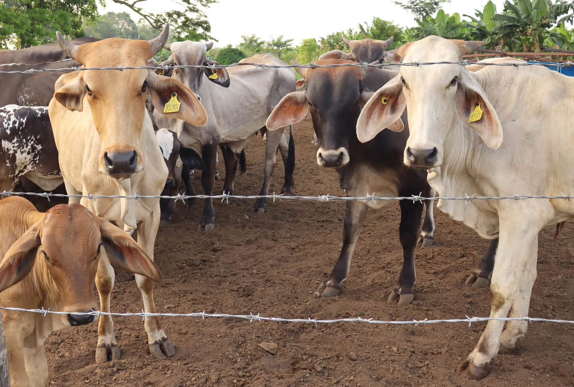 El Servicio Nacional de Sanidad, Inocuidad y Calidad Agroalimentaria (Senasica) de México registró el primer caso de gusano barrenador en el estado de Tamaulipas, fronterizo con Estados Unidos y dedicado a la exportación de bovinos de pie. Imagen de archivo. EFE/Juan Manuel Blanco