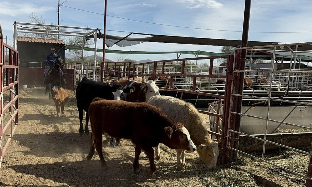 Fotografía de archivo de ganado vacuno siendo trasladado para ser desinfectado en un rancho en Hermosillo (México). EFE/Daniel Sánchez