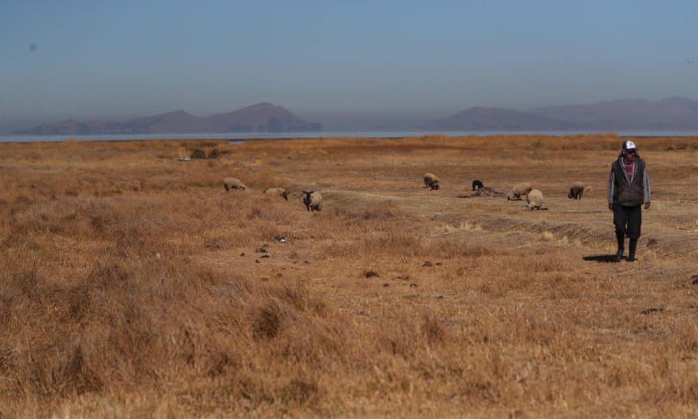 Fotografía de archivo de un poblador de Huarina caminando en medio de pastizales a orillas del Lago Titicaca en Huarina (Bolivia). EFE/Luis Gandarillas