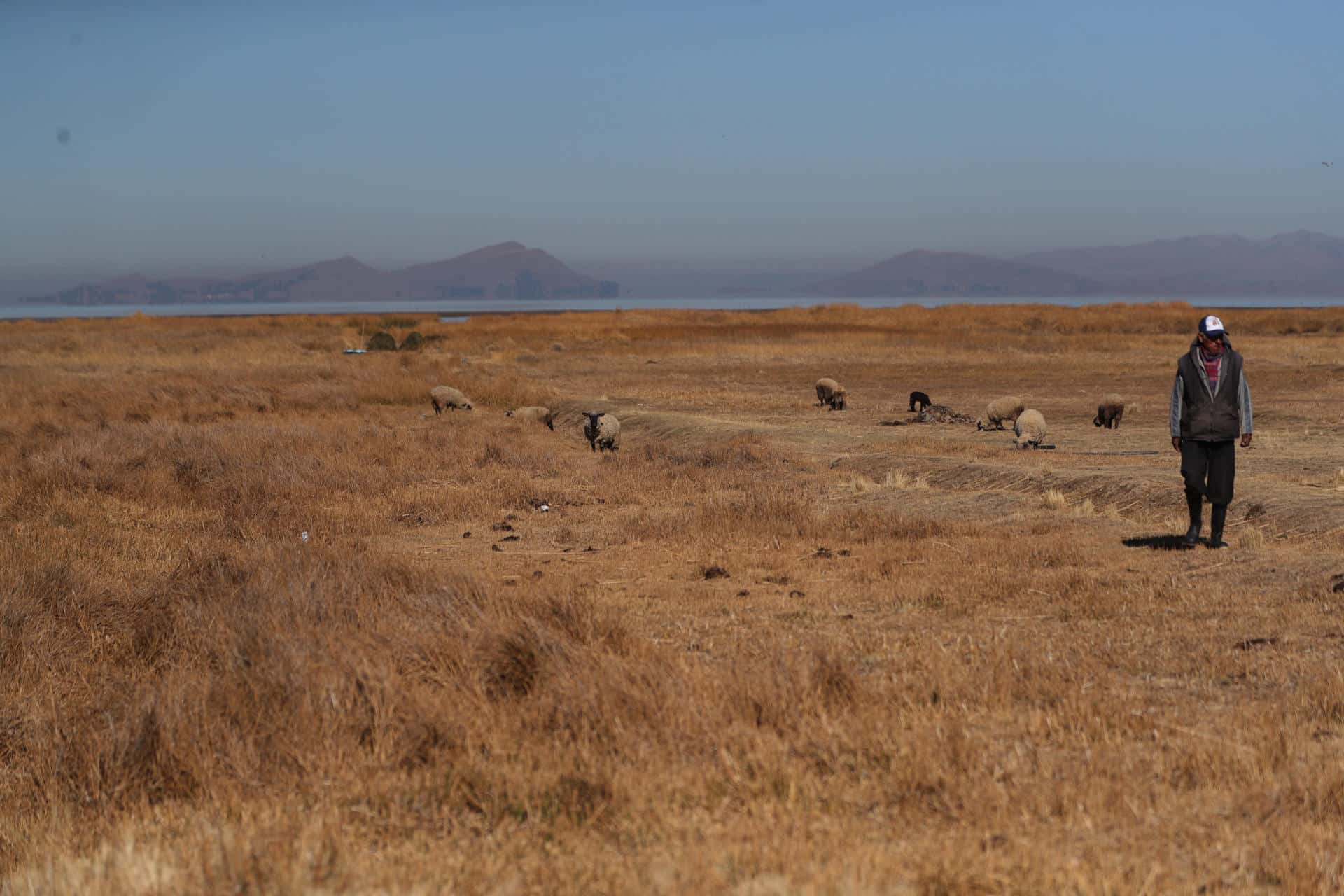 Fotografía de archivo de un poblador de Huarina caminando en medio de pastizales a orillas del Lago Titicaca en Huarina (Bolivia). EFE/Luis Gandarillas