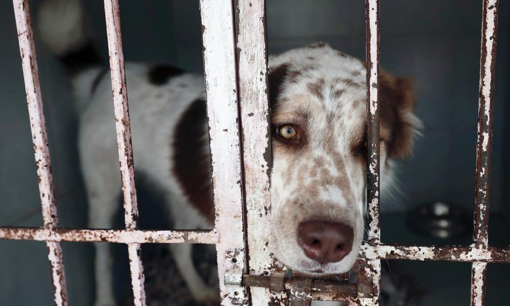 Fotografía de archivo que muestra a un perro rescatado. EFE/José Méndez