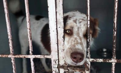 Fotografía de archivo que muestra a un perro rescatado. EFE/José Méndez