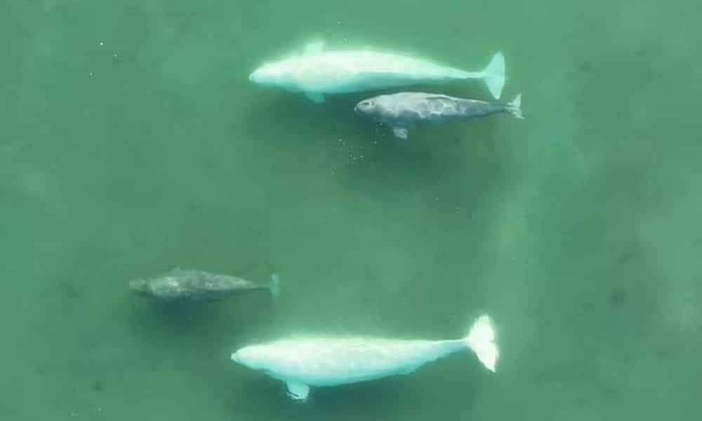 Dos parejas de crías de ballena beluga en el estuario de un río poco profundo en el Alto Ártico. Imagen: Greg O'Corry-Crowe y Cortney Watt/Programa de Investigación de Ballenas del Ártico/Instituto Oceanográfico Harbor Branch de la Universidad Atlantic de Florida