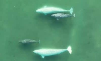 Dos parejas de crías de ballena beluga en el estuario de un río poco profundo en el Alto Ártico. Imagen: Greg O'Corry-Crowe y Cortney Watt/Programa de Investigación de Ballenas del Ártico/Instituto Oceanográfico Harbor Branch de la Universidad Atlantic de Florida