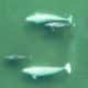 Dos parejas de crías de ballena beluga en el estuario de un río poco profundo en el Alto Ártico. Imagen: Greg O'Corry-Crowe y Cortney Watt/Programa de Investigación de Ballenas del Ártico/Instituto Oceanográfico Harbor Branch de la Universidad Atlantic de Florida