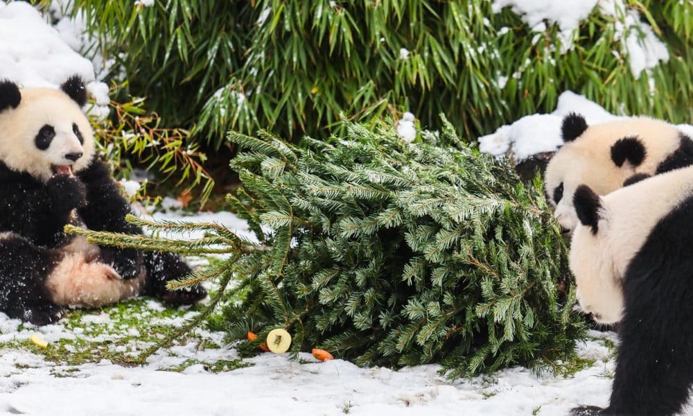 EFE/EPA/HANNIBAL HANSCHKE