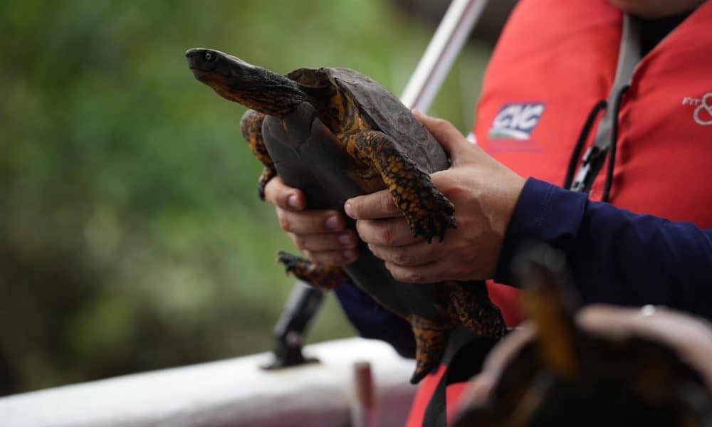 Una persona sostiene una tortuga este martes, en zona rural de Buenaventura (Colombia). EFE/ Ernesto Guzmán