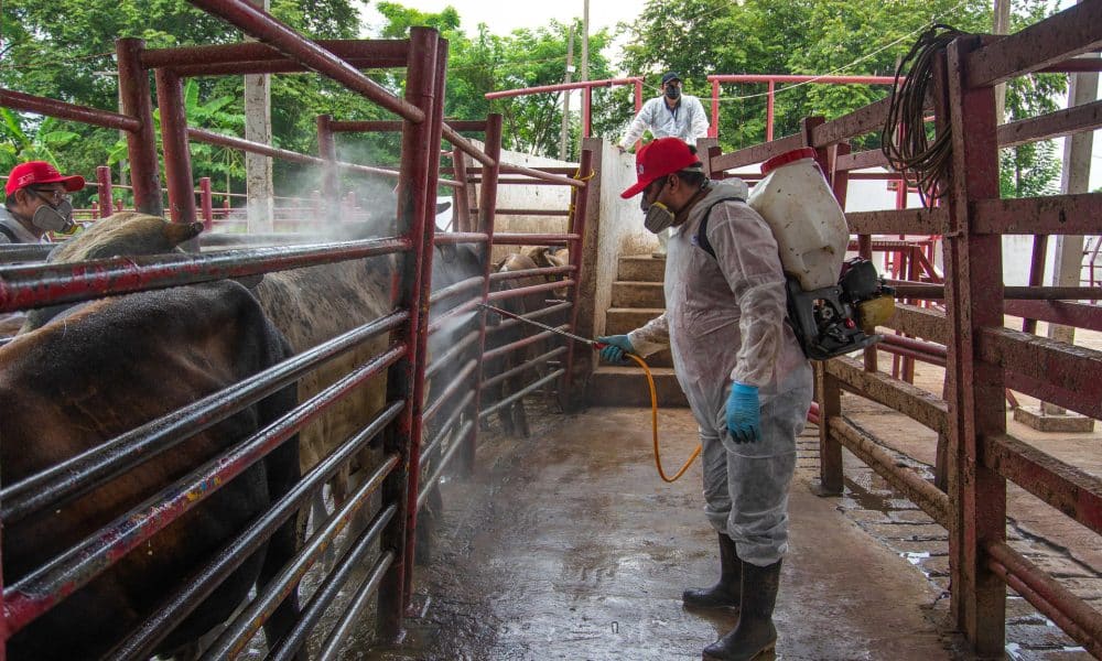Una persona desinfecta ganado vacuno en un rancho en Hermosillo (México). Imagen de archivo. EFE/Daniel Sánchez