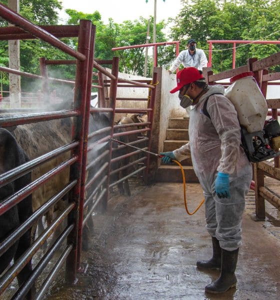 Una persona desinfecta ganado vacuno en un rancho en Hermosillo (México). Imagen de archivo. EFE/Daniel Sánchez