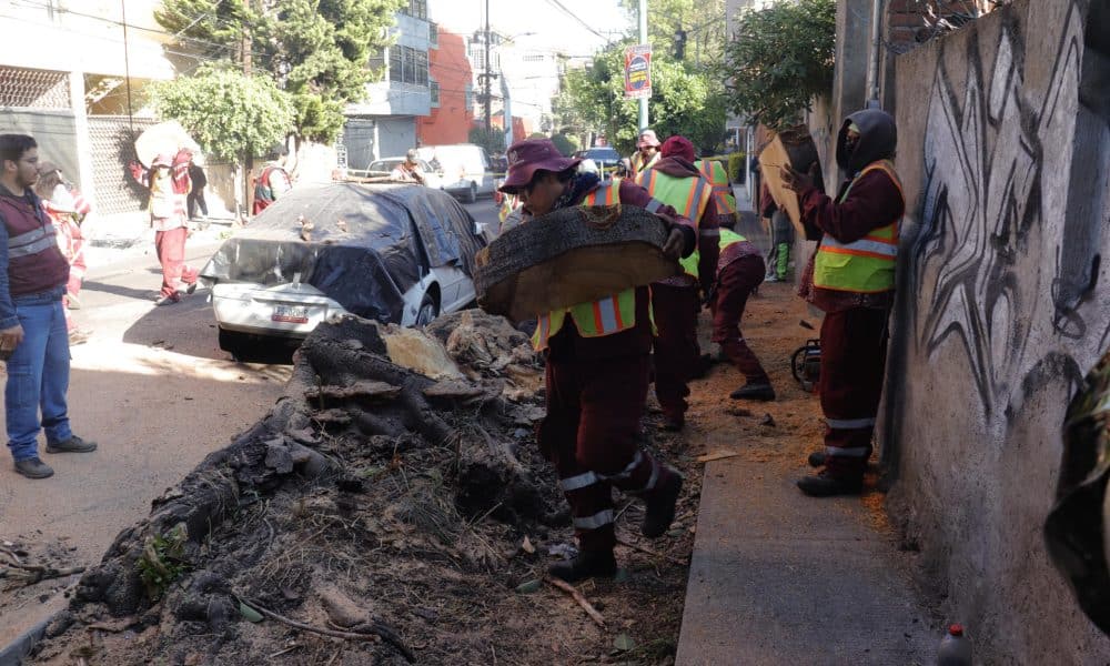Trabajadores retiran un árbol que cayó sobre un vehículo tras un sismo este viernes, en Ciudad de México (México). EFE/ Madla Hartz