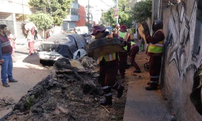 Trabajadores retiran un árbol que cayó sobre un vehículo tras un sismo este viernes, en Ciudad de México (México). EFE/ Madla Hartz