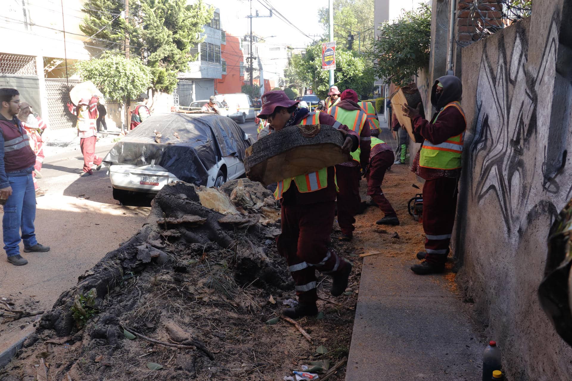 Trabajadores retiran un árbol que cayó sobre un vehículo tras un sismo este viernes, en Ciudad de México (México). EFE/ Madla Hartz