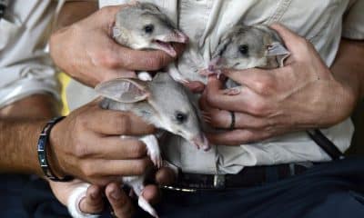 En la imagen de archivo, tres crías de bandicuts son presentados en el Dreamworld en Queensland (Australia). Tres especies de estos pequeños marsupiales omnívoros de hocico alargado, orejas grandes y cola peluda se han extinguido. EFE/ Dan Peled PROHIBIDO SU USO EN AUSTRALIA Y NUEVA ZELANDA