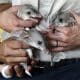 En la imagen de archivo, tres crías de bandicuts son presentados en el Dreamworld en Queensland (Australia). Tres especies de estos pequeños marsupiales omnívoros de hocico alargado, orejas grandes y cola peluda se han extinguido. EFE/ Dan Peled PROHIBIDO SU USO EN AUSTRALIA Y NUEVA ZELANDA