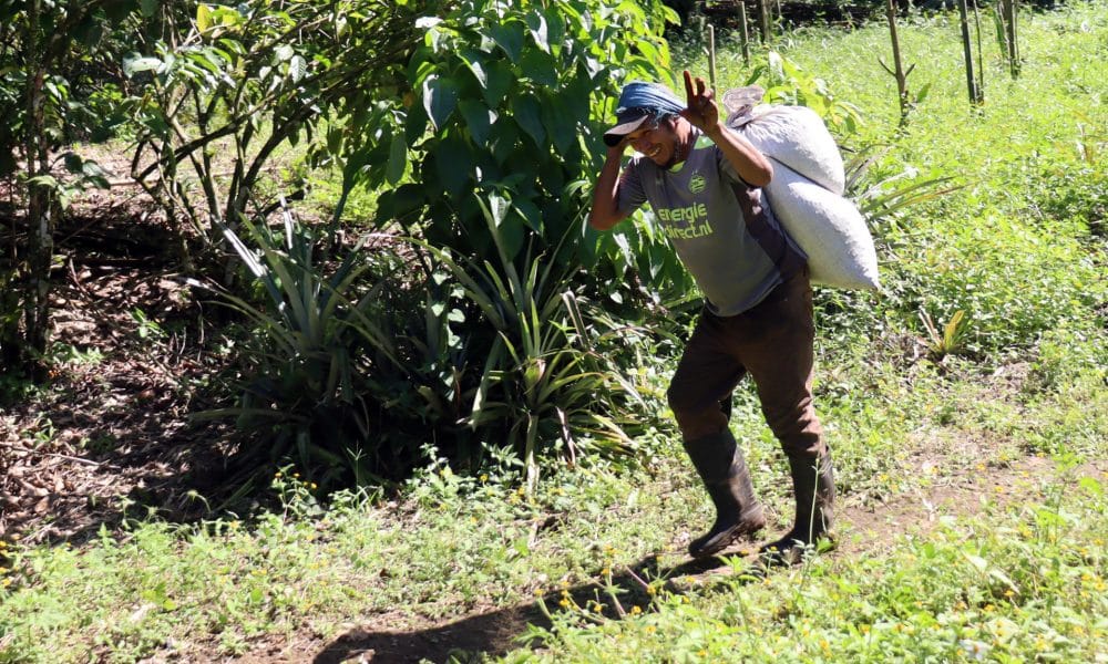Un migrante trabaja en una plantación de café este viernes, en la ciudad de Tapachula (México). EFE/ Juan Manuel Blanco