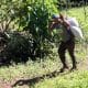 Un migrante trabaja en una plantación de café este viernes, en la ciudad de Tapachula (México). EFE/ Juan Manuel Blanco