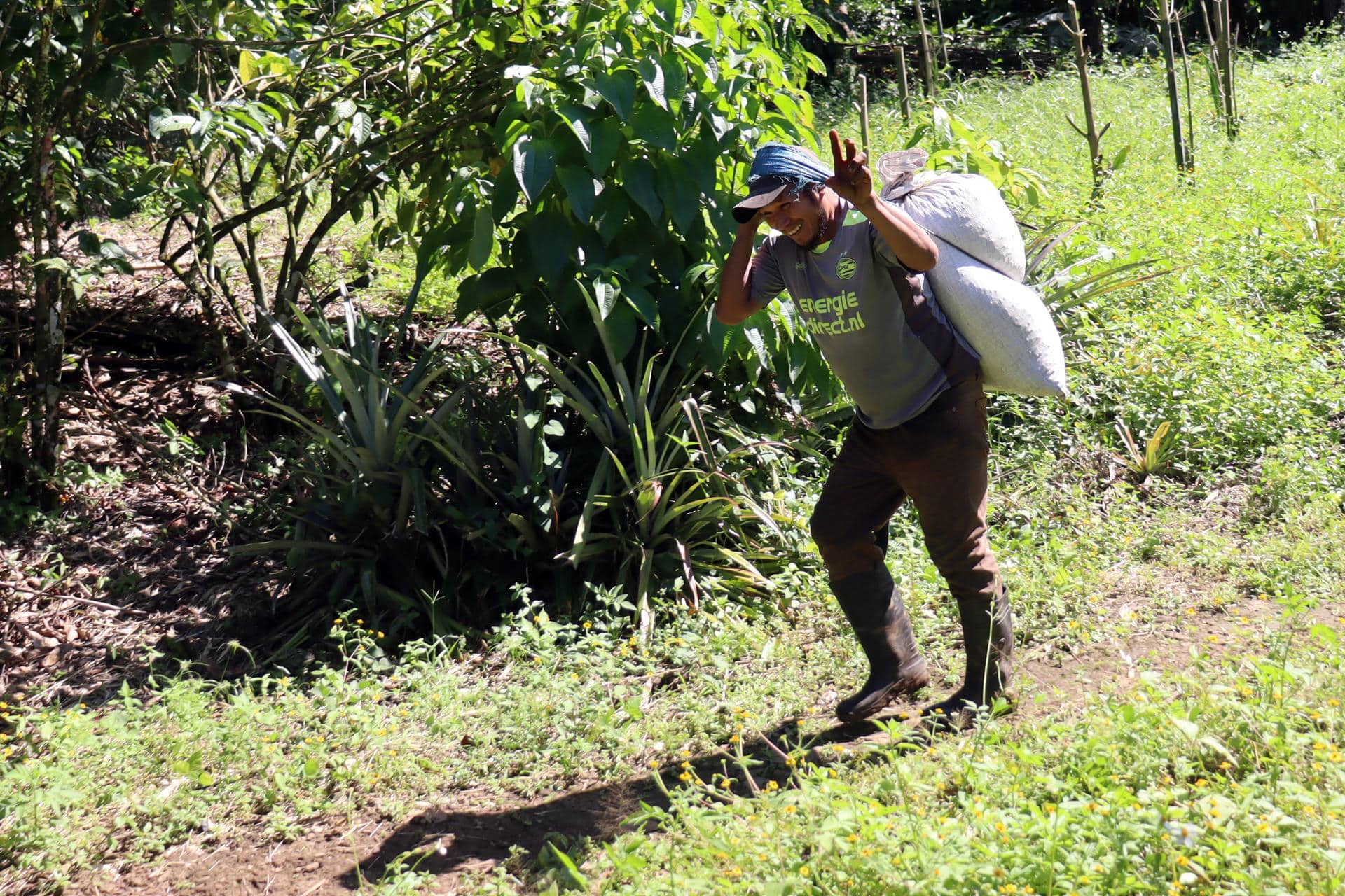 Un migrante trabaja en una plantación de café este viernes, en la ciudad de Tapachula (México). EFE/ Juan Manuel Blanco